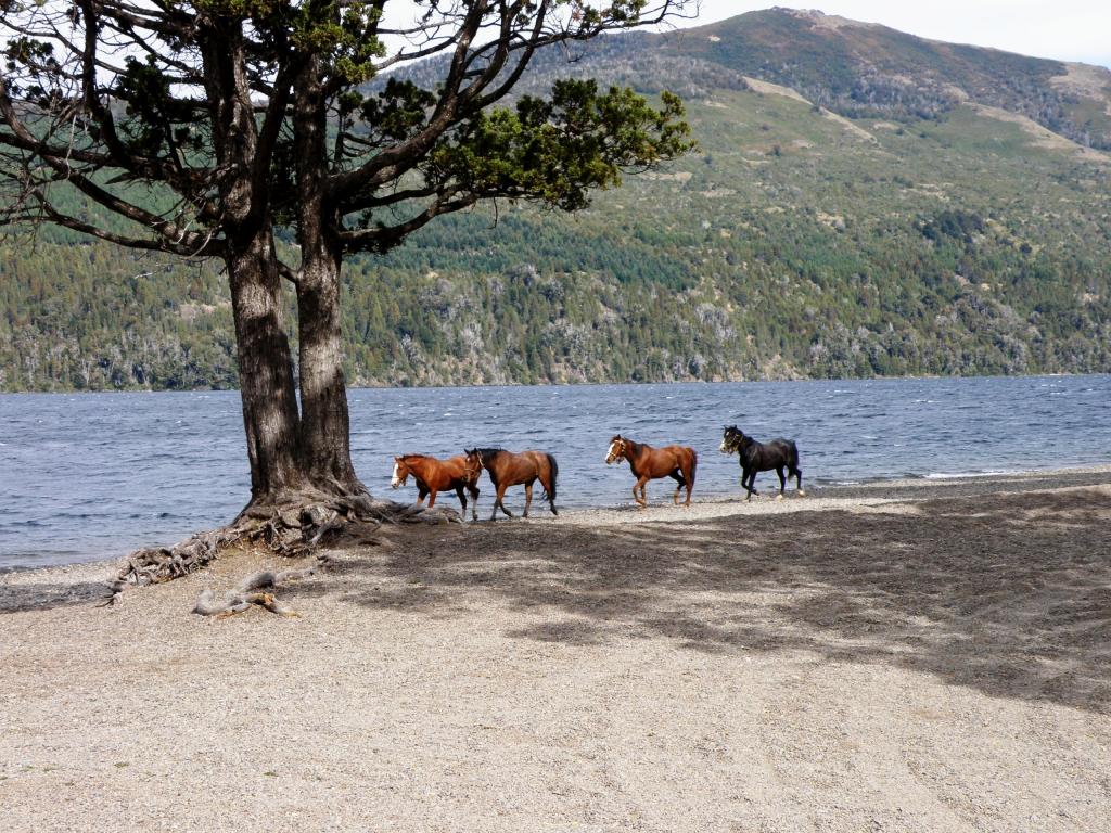 Foto de San Martín de los Andes (Neuquén), Argentina