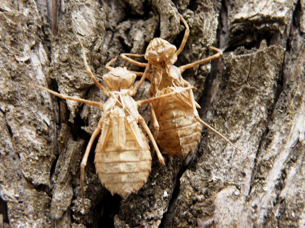 Foto de San Martín de los Andes (Neuquén), Argentina