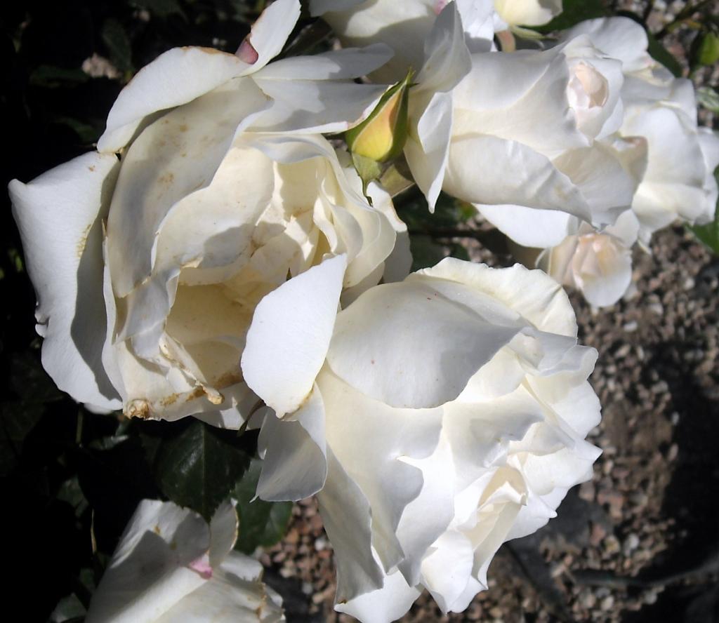 Foto de Albacete (Castilla La Mancha), España