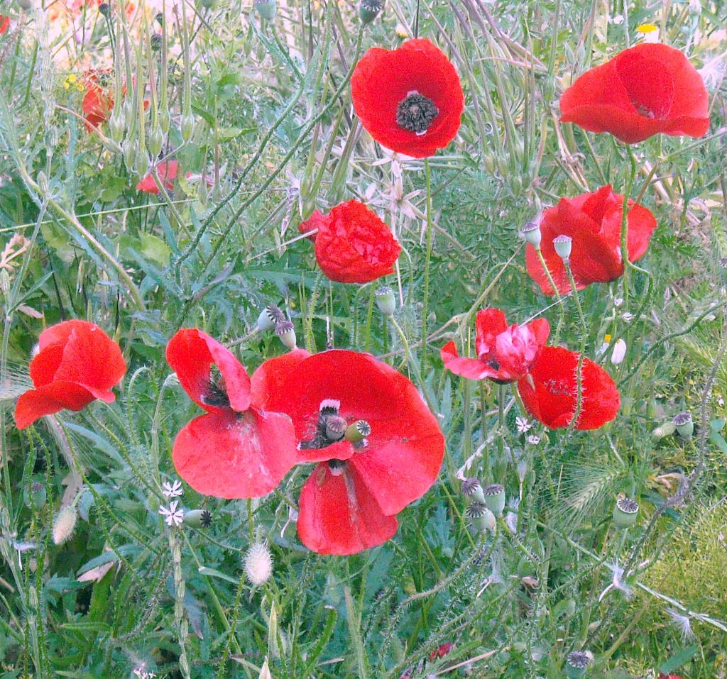 Foto de Albacete (Castilla La Mancha), España