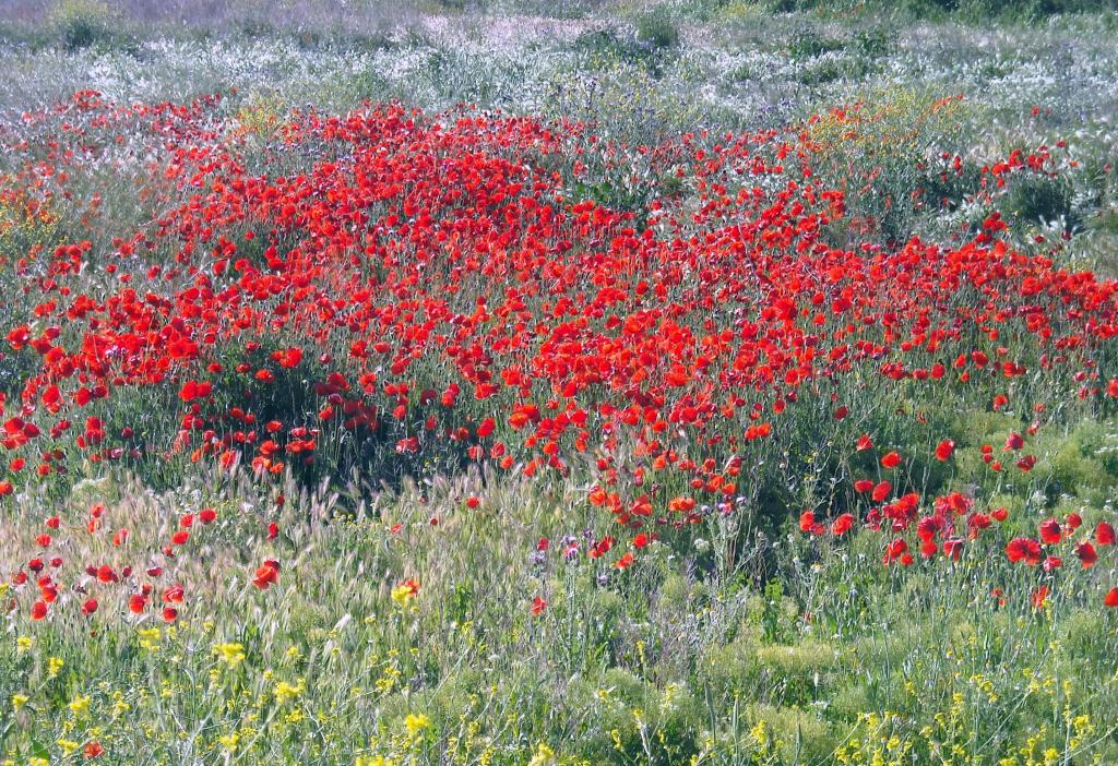 Foto de Albacete (Castilla La Mancha), España