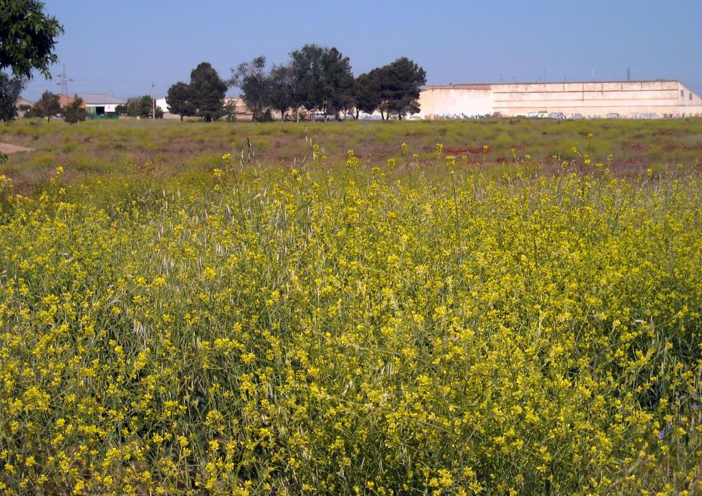 Foto de Albacete (Castilla La Mancha), España