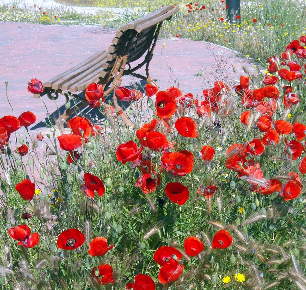 Foto de Albacete (Castilla La Mancha), España