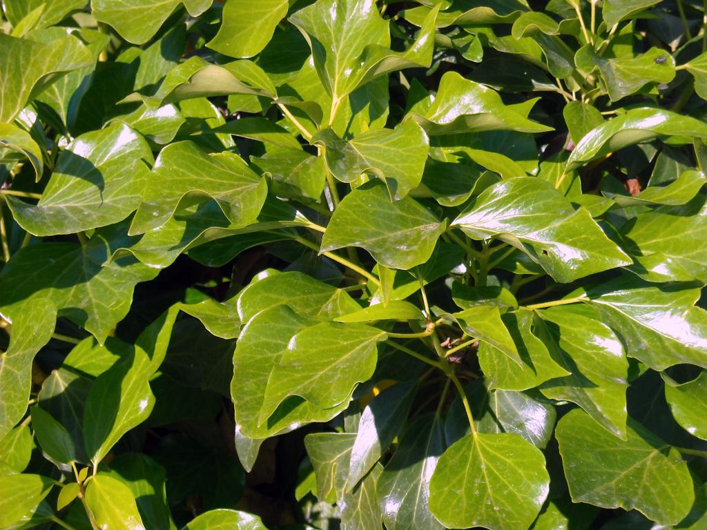 Foto de Albacete (Castilla La Mancha), España