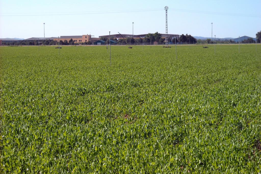Foto de Albacete (Castilla La Mancha), España