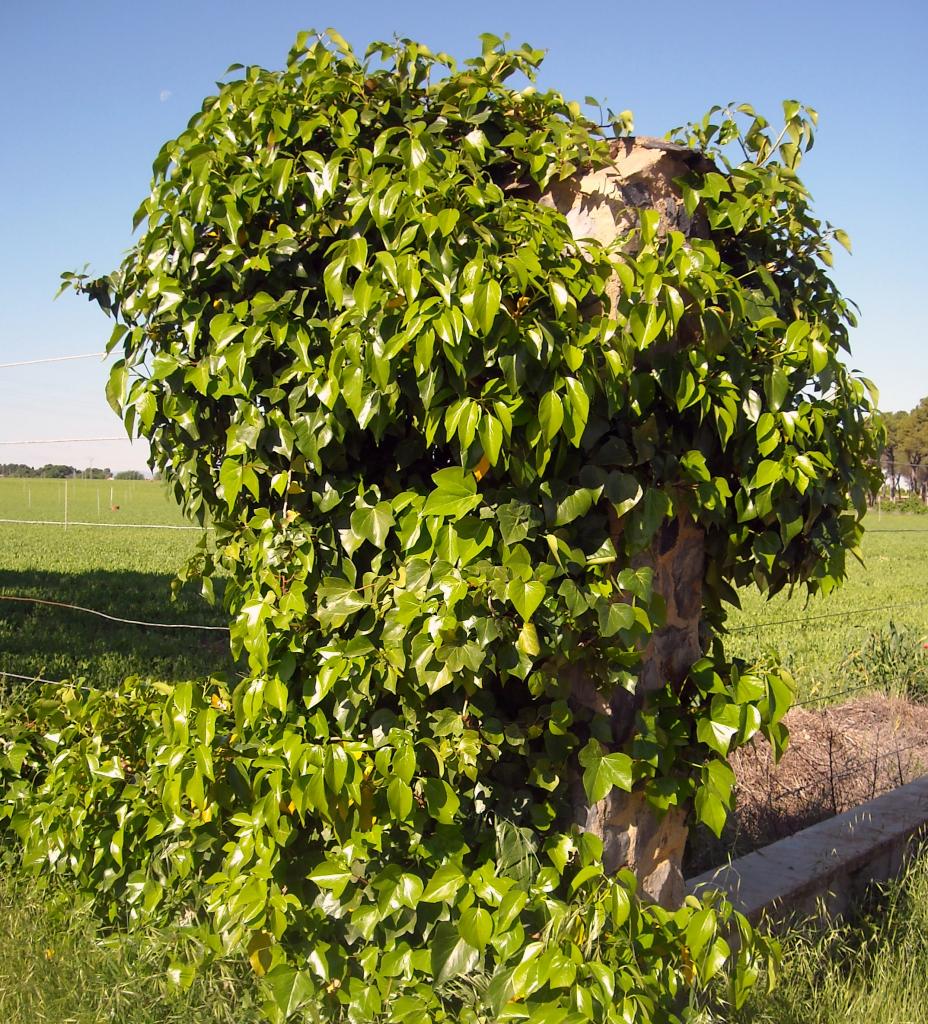 Foto de Albacete (Castilla La Mancha), España