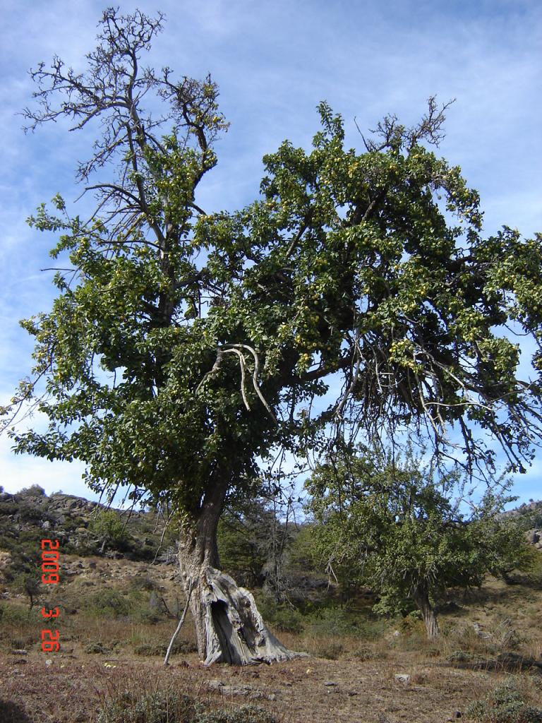 Foto de Aluminé (Neuquén), Argentina