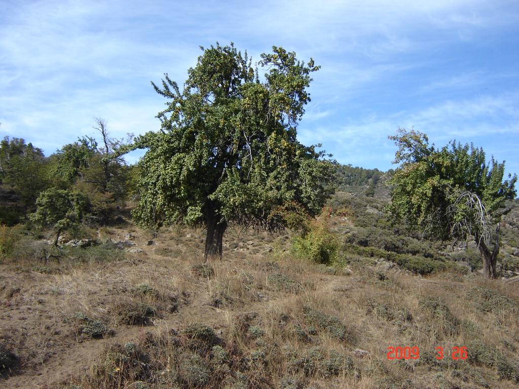 Foto de Aluminé (Neuquén), Argentina