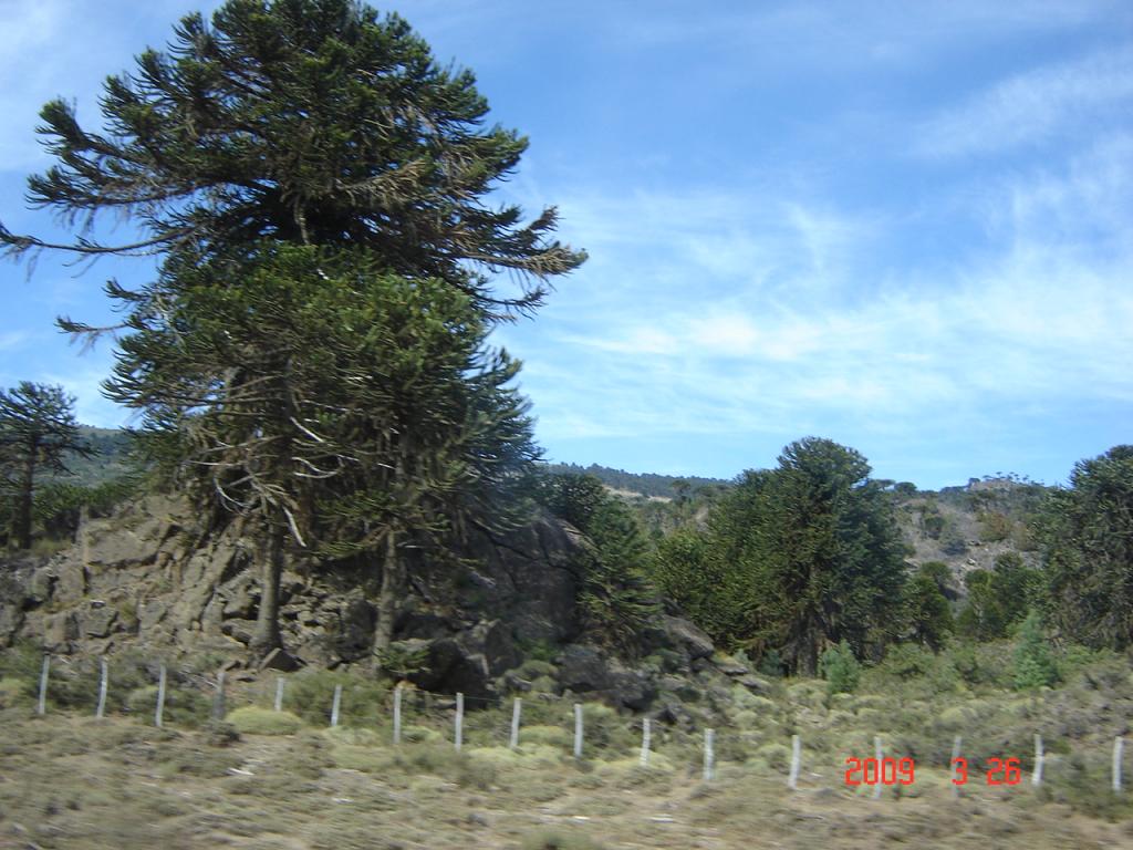 Foto de Aluminé (Neuquén), Argentina