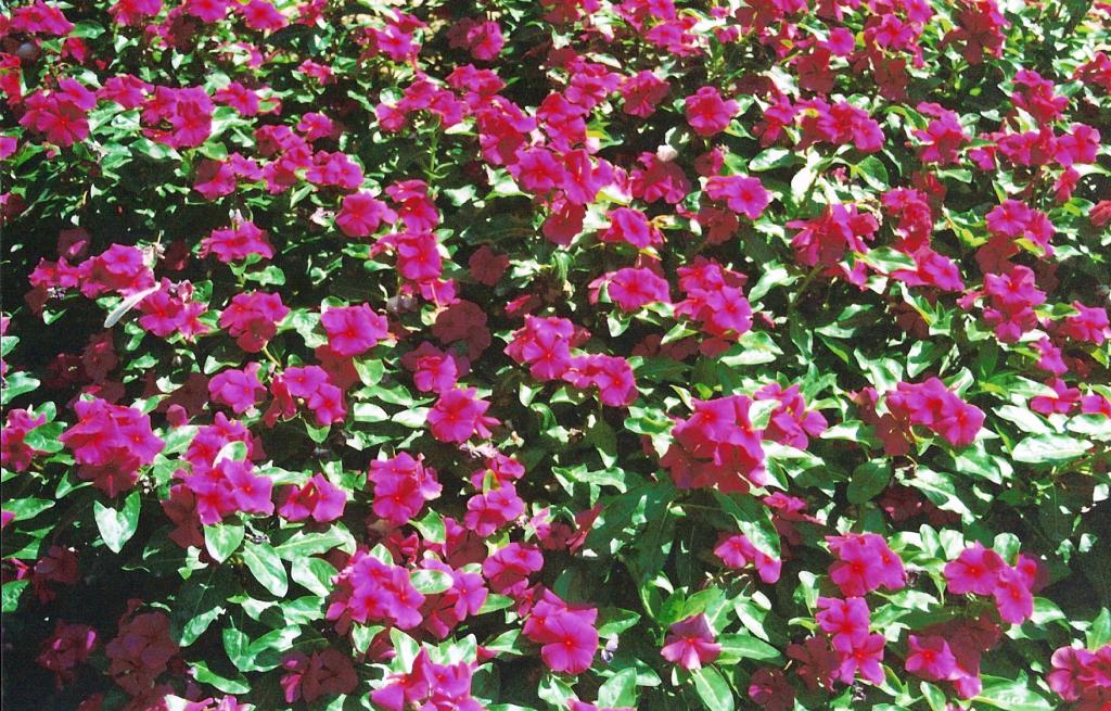 Foto de Aranjuez (Madrid), España