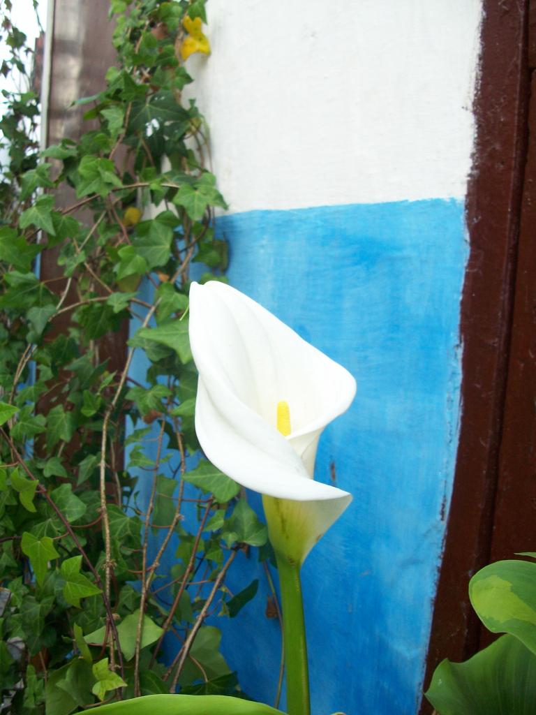 Foto de Asilah, Marruecos