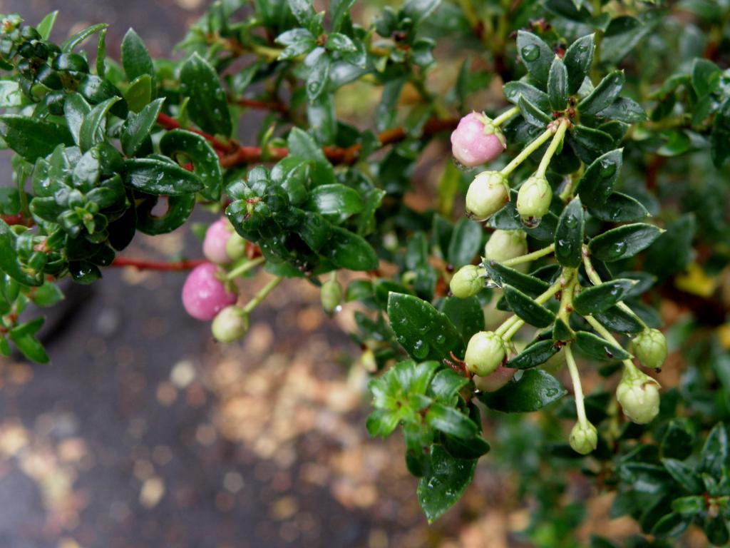 Foto de Junín de los Andes (Neuquén), Argentina