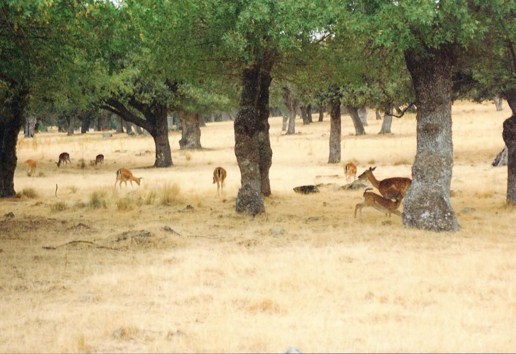 Foto de La Granja de San Ildefonso (Segovia), España