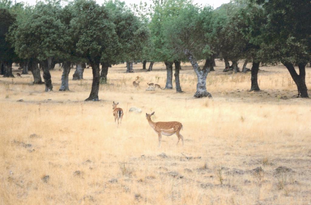 Foto de La Granja de San Ildefonso (Segovia), España