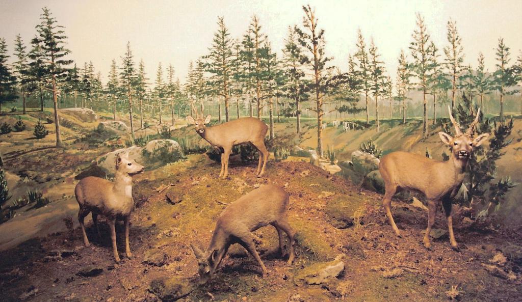 Foto de La Granja de San Ildefonso (Segovia), España