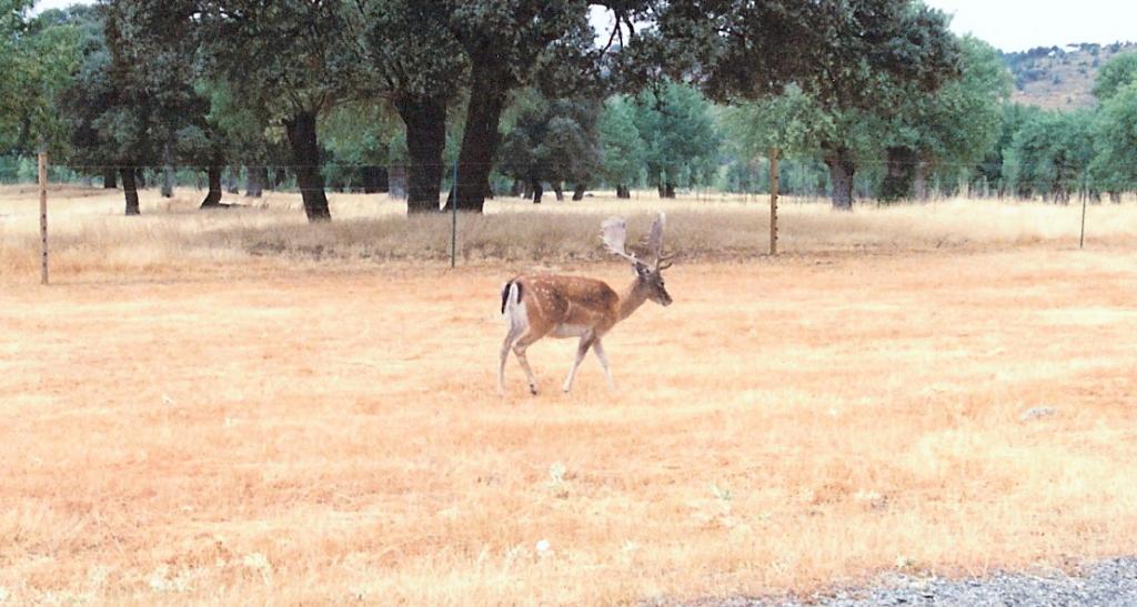 Foto de La Granja de San Ildefonso (Segovia), España
