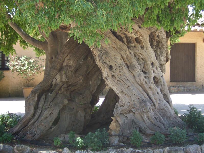 Foto de Mallorca (Illes Balears), España