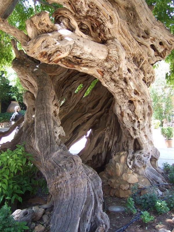 Foto de Mallorca (Illes Balears), España