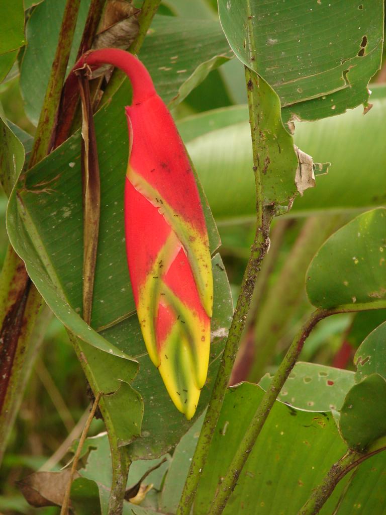 Foto de San Ramón (Alajuela), Costa Rica