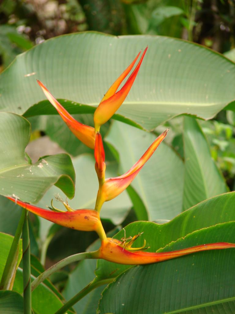 Foto de San Ramón (Alajuela), Costa Rica