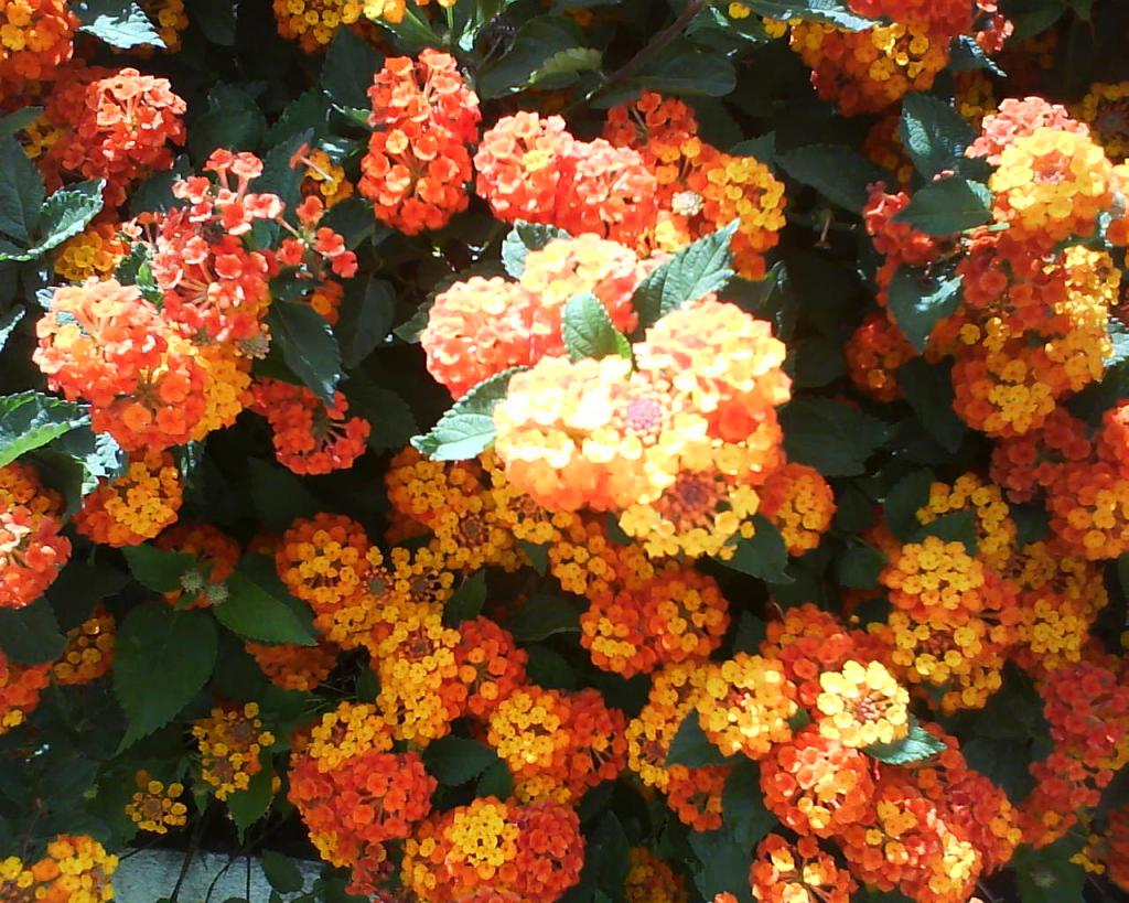 Foto de Córdoba (Andalucía), España