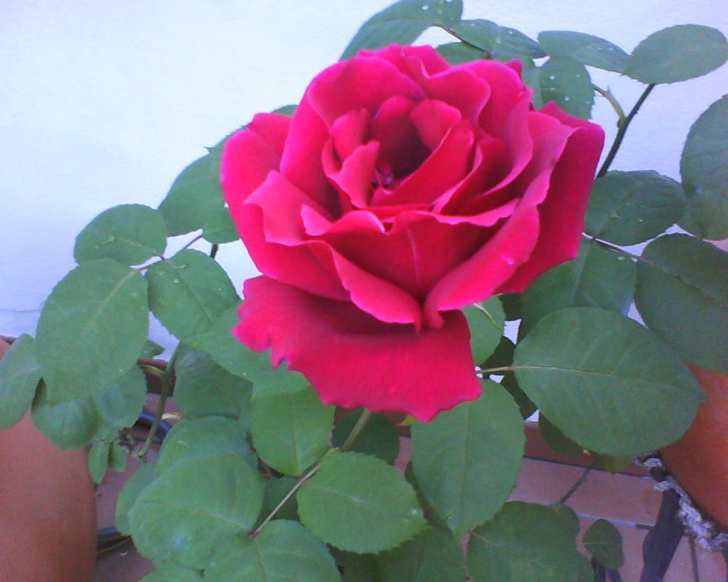 Foto de Córdoba (Andalucía), España