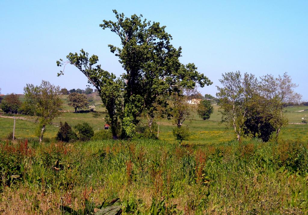 Foto de Orejo (Cantabria), España