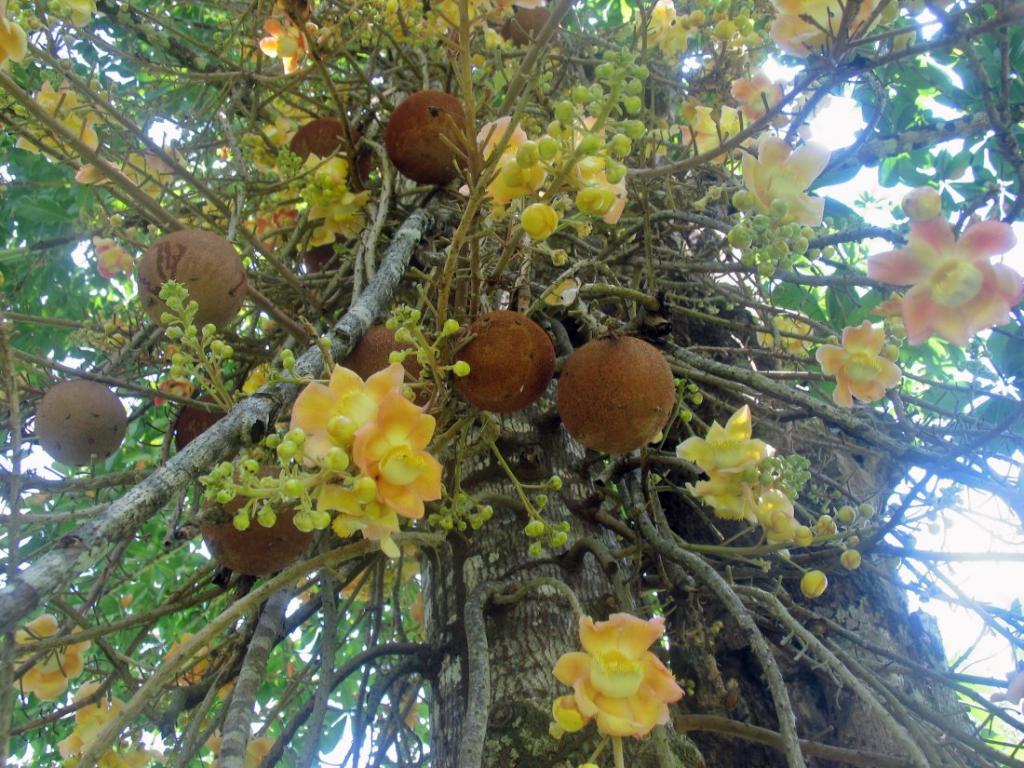 Foto de Tela Atlantida, Honduras