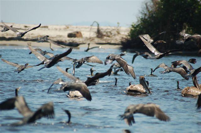Foto de Tela Atlantida, Honduras