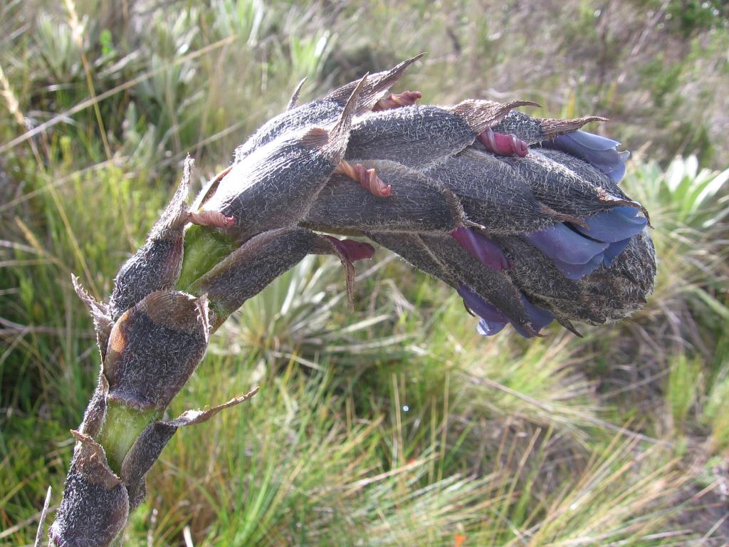 Foto de Laguna de Guatavita, Colombia