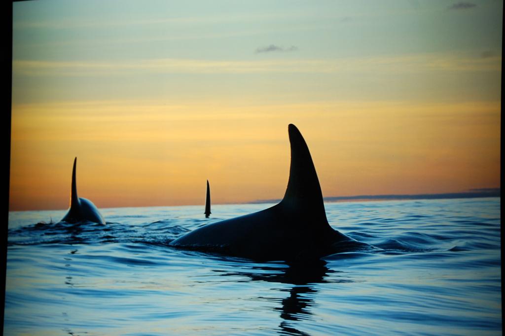 Foto de A Coruña (Galicia), España