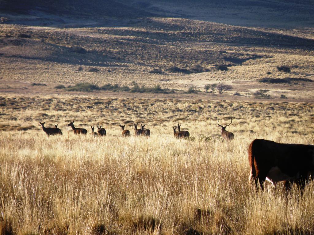 Foto de Aluminé (Neuquén), Argentina