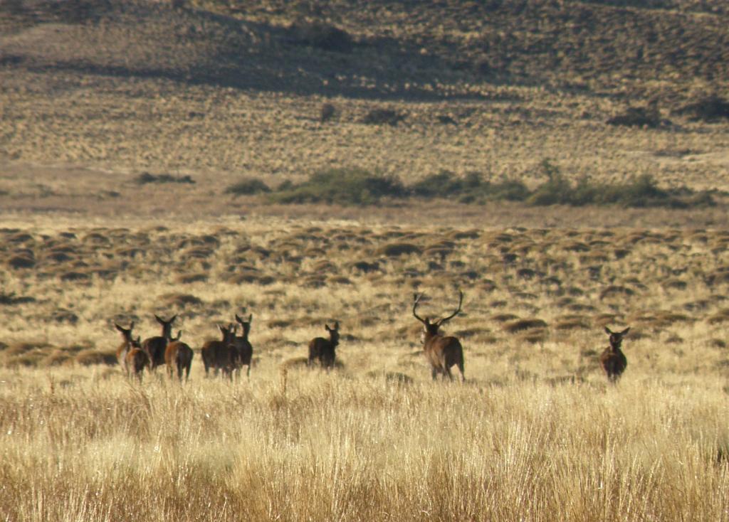 Foto de Aluminé (Neuquén), Argentina