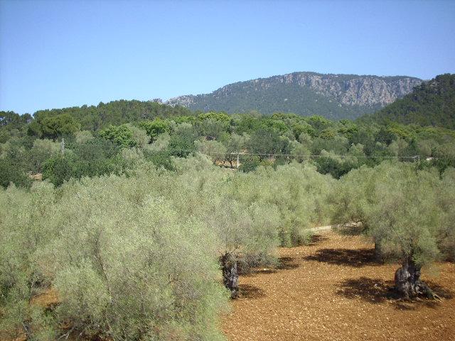 Foto de Bunyola (Illes Balears), España