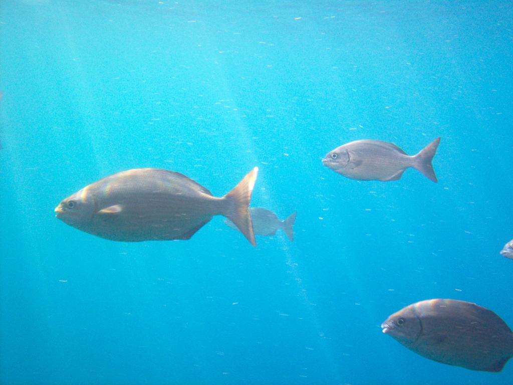 Foto de Roatan (Islas de la Bahia), Honduras