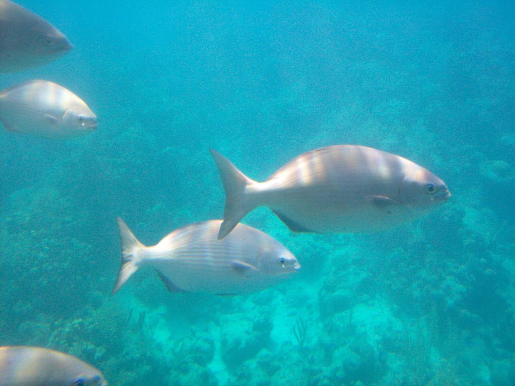 Foto de Roatan (Islas de la Bahia), Honduras