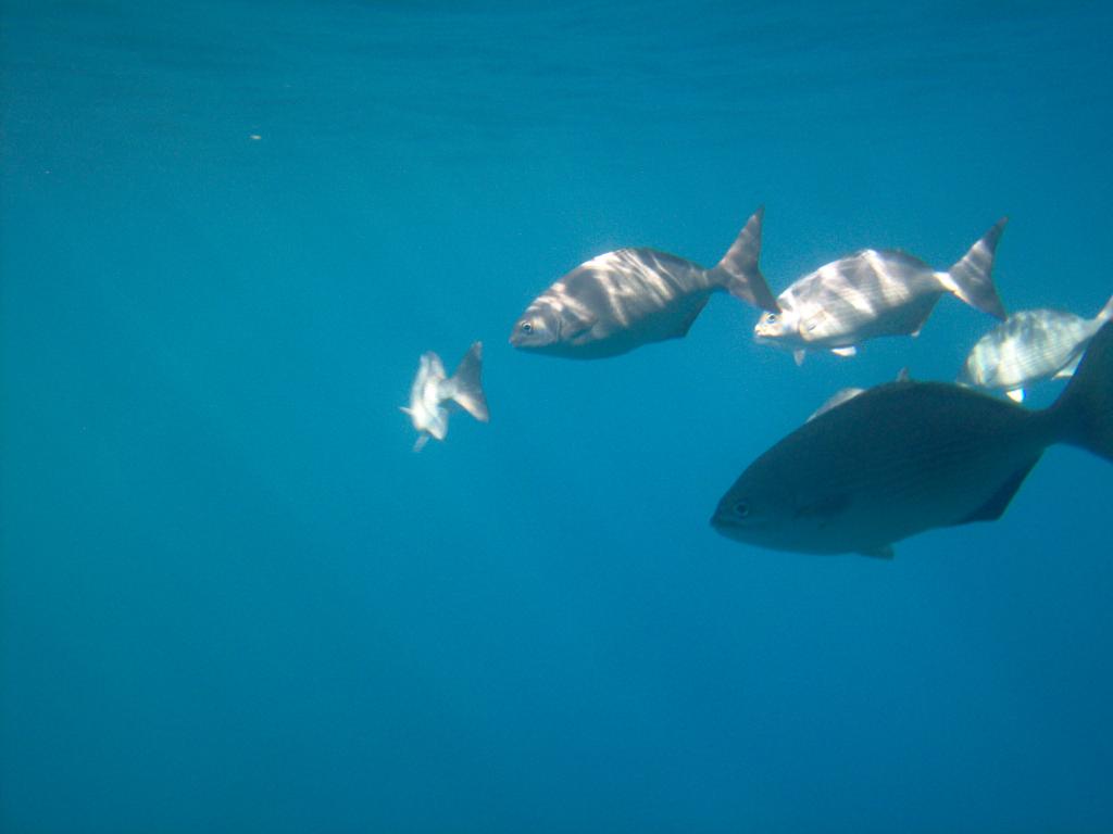 Foto de Roatan (Islas de la Bahia), Honduras