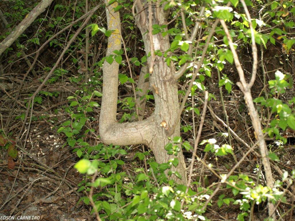 Foto de Aldeayuso (Valladolid), España