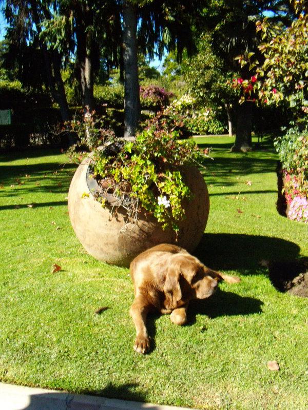 Foto de Viña del Mar, Chile