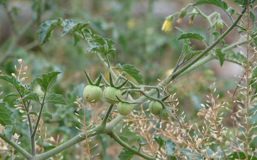 Foto de Upala (Alajuela), Costa Rica