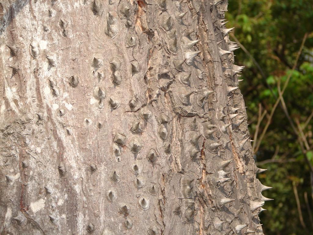 Foto de Upala (Alajuela), Costa Rica