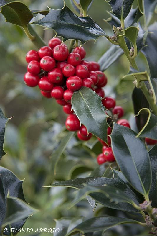 Foto de Asturias, España