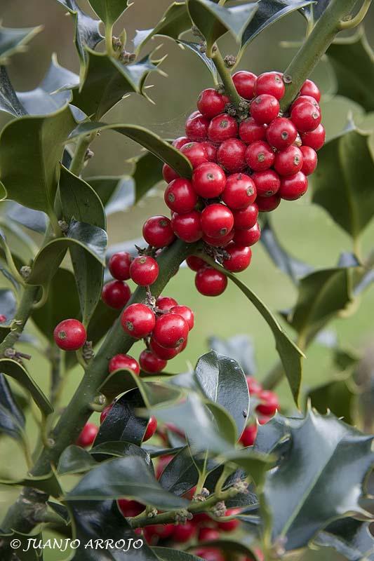 Foto de Asturias, España