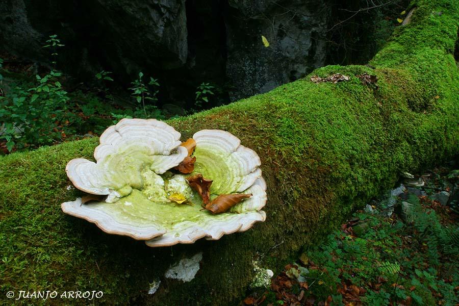 Foto de Cangas del Narcea (Asturias), España