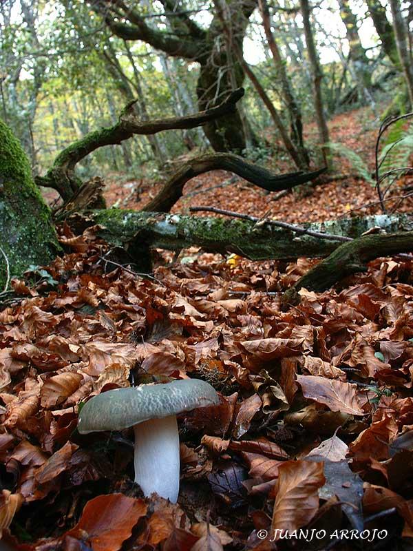 Foto de Cangas del Narcea (Asturias), España