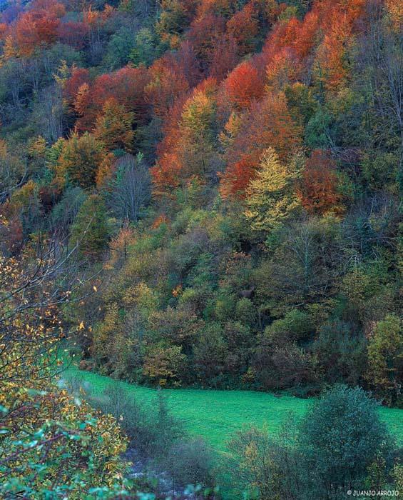 Foto de Cangas del Narcea (Asturias), España