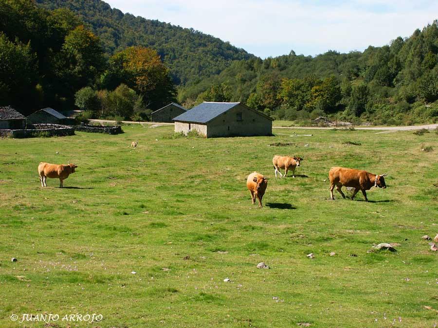 Foto de Cangas del Narcea (Asturias), España