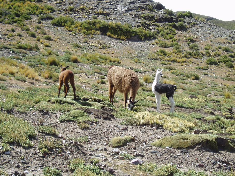 Foto de Oruro, Bolivia
