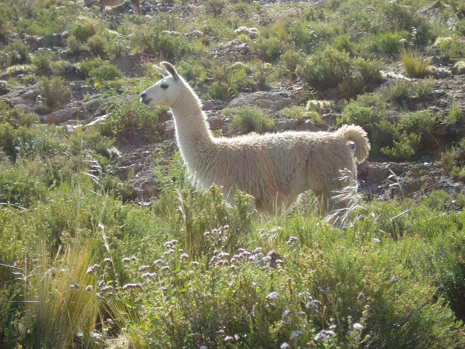 Foto de Oruro, Bolivia