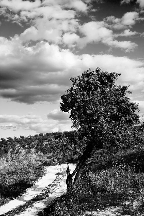 Foto de Alameda (Málaga), España